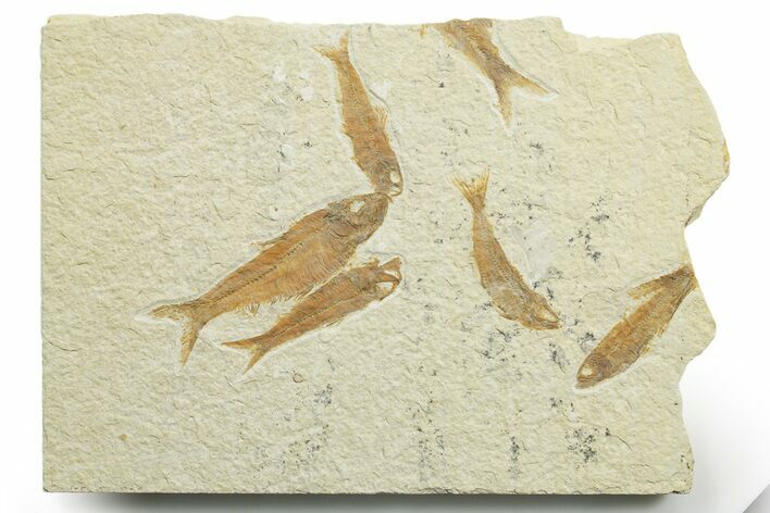 Limestone with Five Fossil Fish (Knightia) - Wyoming #363839